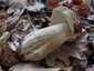 Ízletes vargánya (Boletus edulis), Őrség